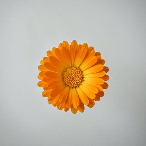 Calendula_4cc8d96a-bf14-4c8a-9b47-db5320db1963.jpg
