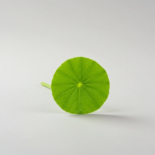 Gotu_Kola_leaf_33a0b8c5-4ac2-43bc-b66f-0772a4ce9def.jpg