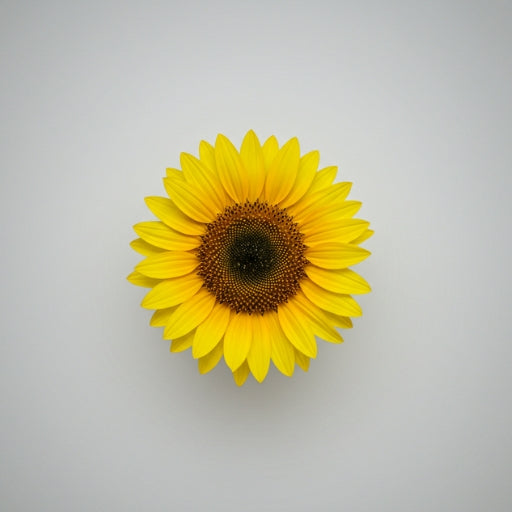 Sunflowe_2dca85cd-88b9-4267-a1db-a74da6b0e2eb.jpg
