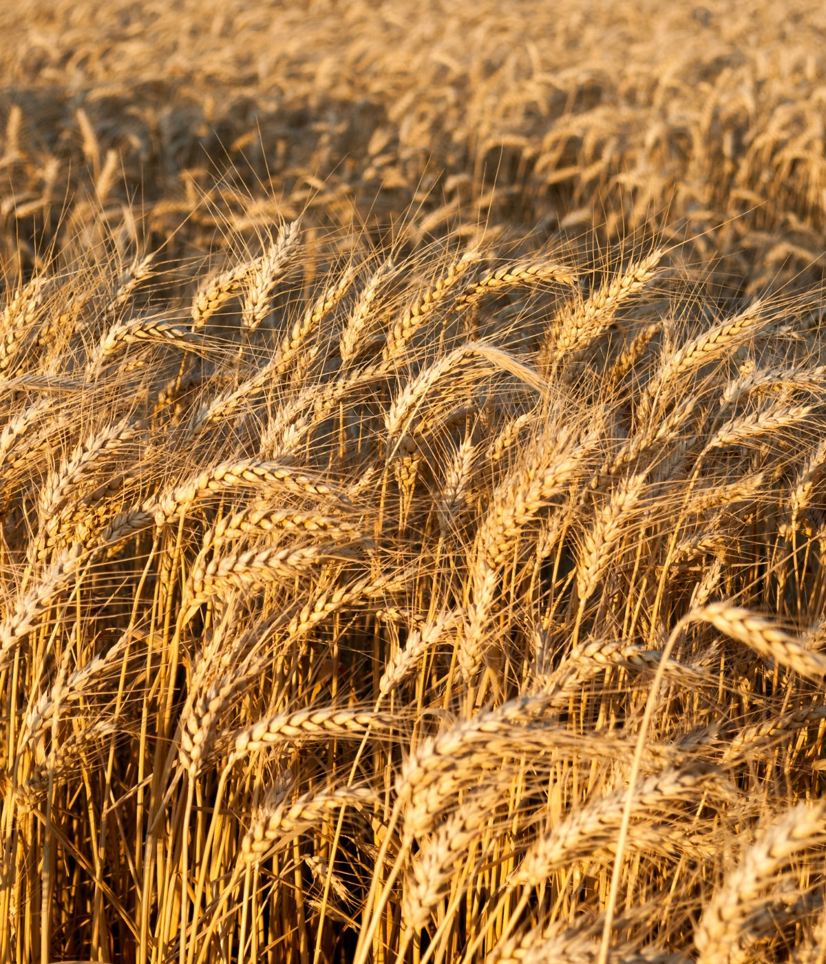 Wheat.jpg
