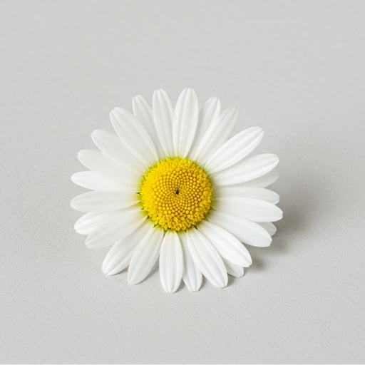 chamomile_flower_257c8284-373b-4106-9b2e-c2035ec67081.jpg