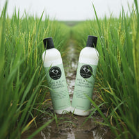 🌾 Rice Water Hair Care Bundle featuring Rice & Flax Revival Shampoo and Conditioner in a rice field.